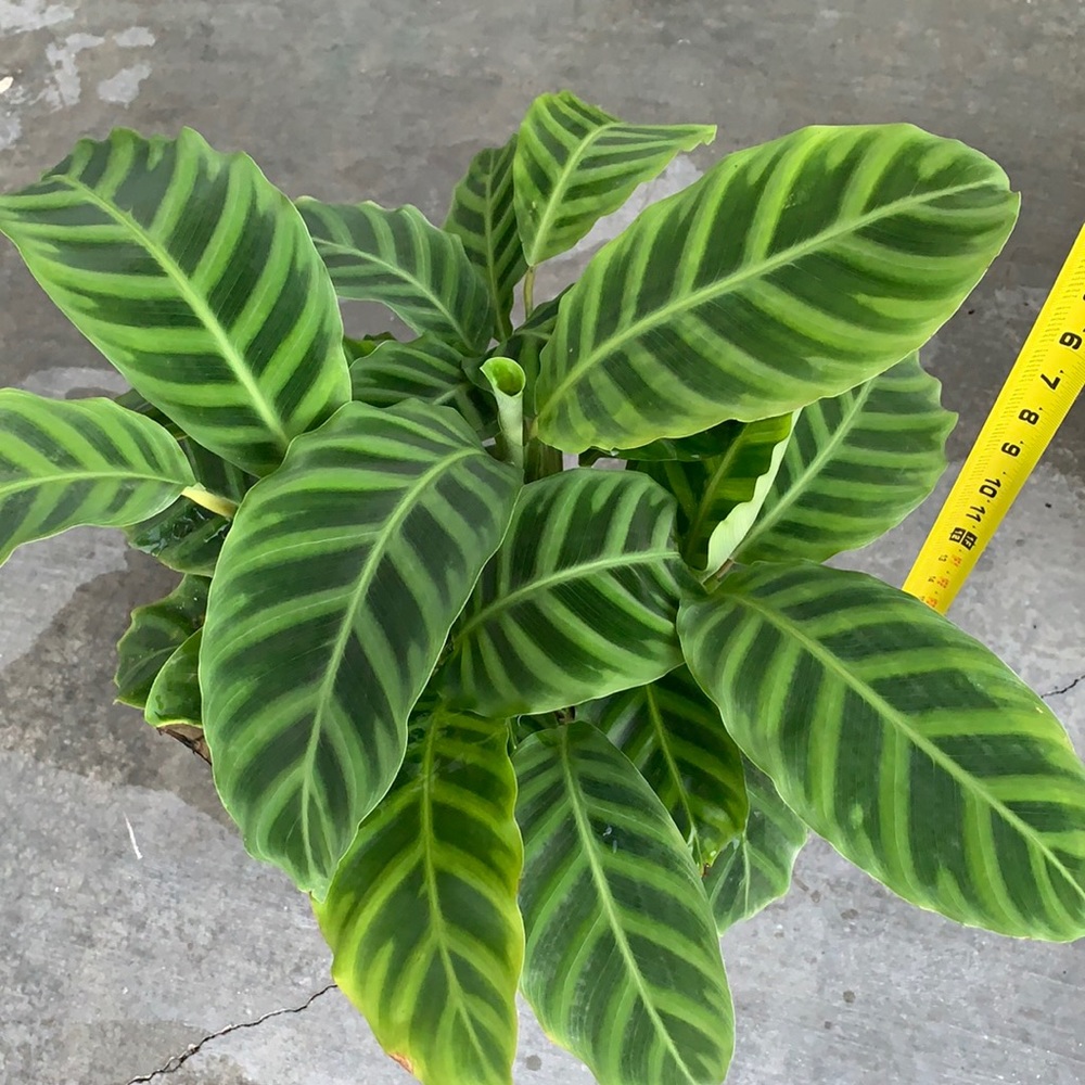 There BIG💥Calathea zebras 🪴🪴💥😻 - Picture 1 of 6